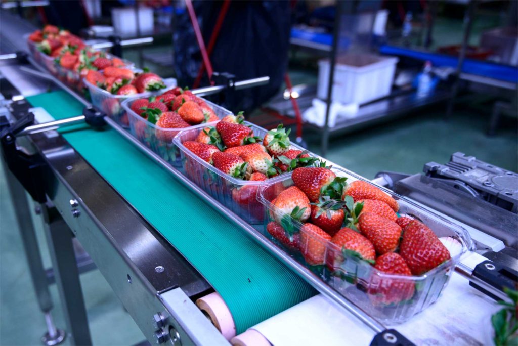 Strawberry packaging web SCL Equipment Finance Strawberry packaging web SCL Equipment Finance